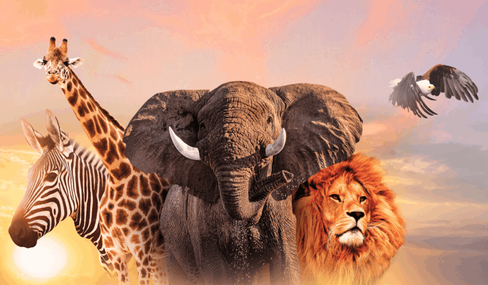Image d'animaux sauvages au coucher du soleil, symbole d'aventures authentiques en Afrique. Parfait pour des safaris.