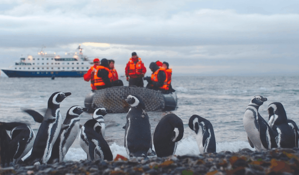Des manchots sur une plage, avec un bateau de croisière en arrière-plan, pour une aventure inoubliable en Antarctique. TMR Croisières.
