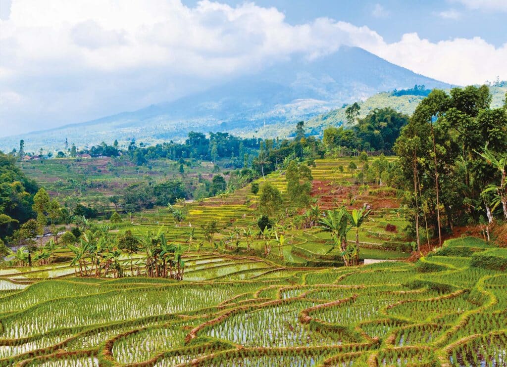 Rizières en terrasse à Bali, Indonésie, offrant une vue sur des paysages luxuriants et des montagnes. TMR Voyages.