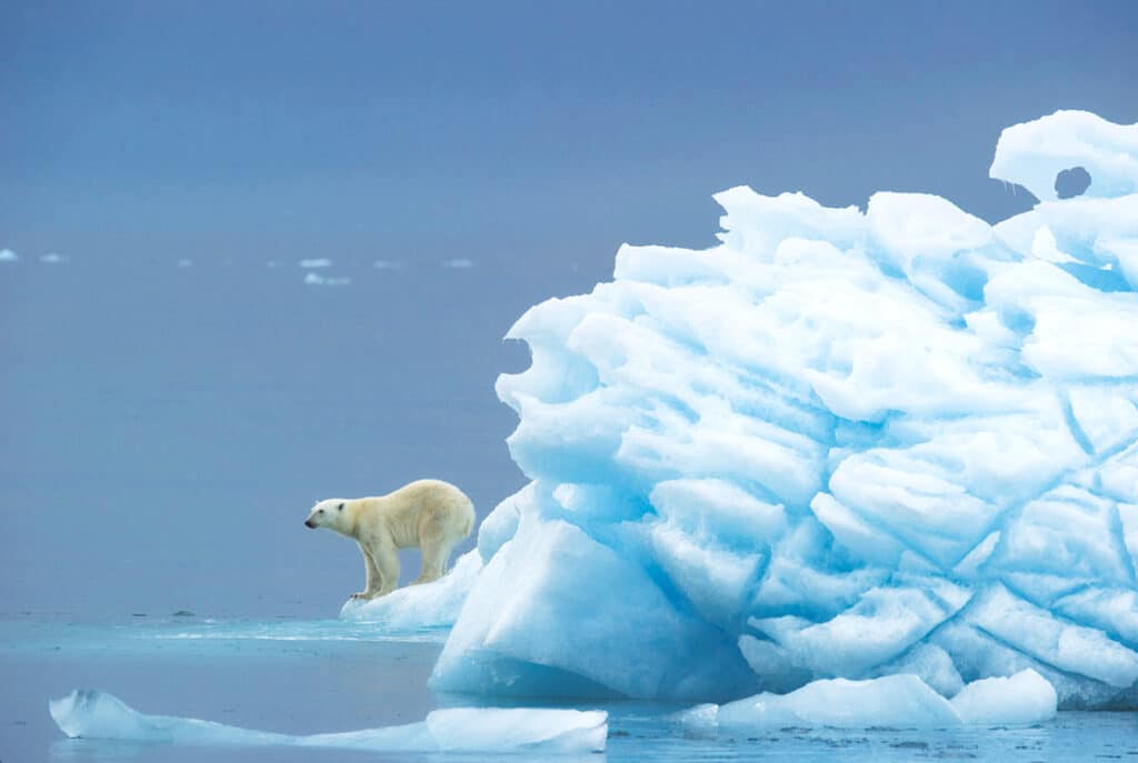 Ours polaire explorant les glaces arctiques, une aventure inoubliable avec TMR Voyages pour des expériences authentiques.