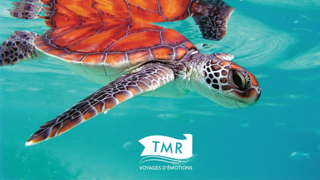 Tortue nageant dans des eaux cristallines, offrant des expériences authentiques de voyage d'aventure avec TMR Voyages.