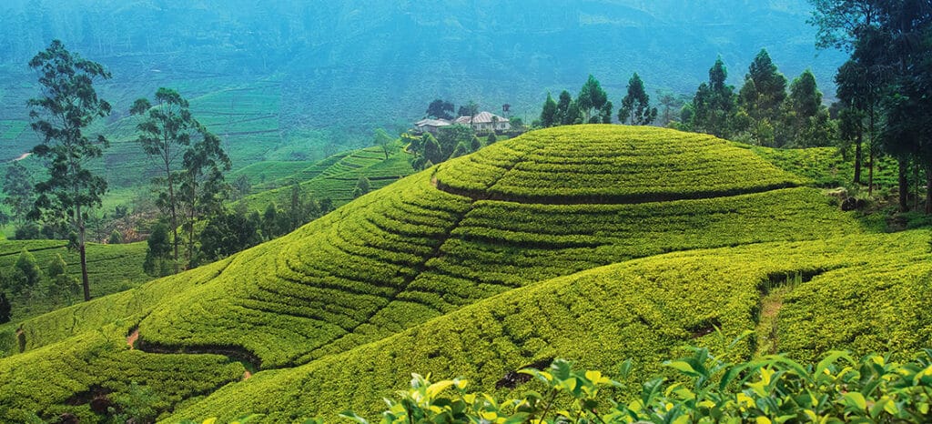 Des collines verdoyantes de thé en Indonésie, un cadre idéal pour des escapades authentiques avec TMR Voyages.