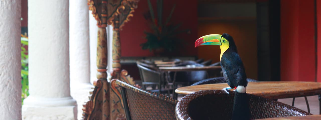Un toucan coloré dans un cadre luxueux, parfait pour des expériences authentiques avec TMR Voyages.