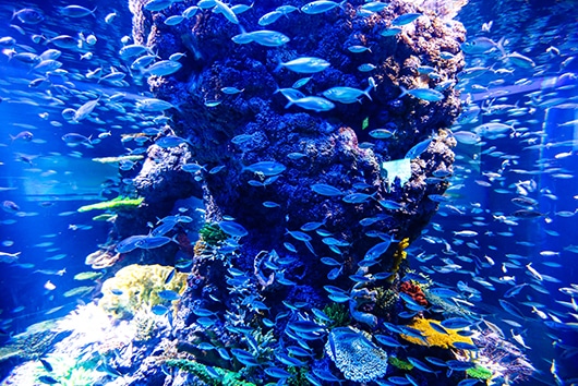 Plongée immersive dans un récif coloré, une expérience authentique de voyage d'aventure avec TMR Voyages.